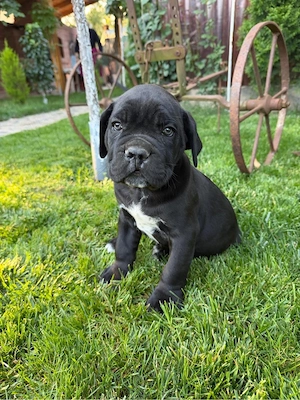 Cane Corso