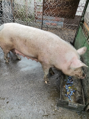 Purcea, scroafă, marele alb cu pietrain 
