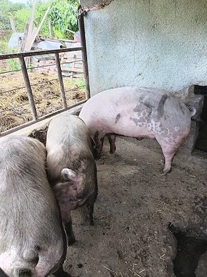 Porci de vanzare - imagine 2