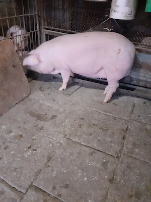 De vânzare porc mascul 150 de kg - imagine 3