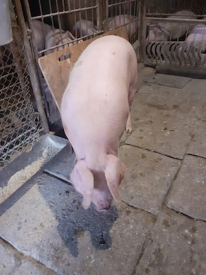 De vânzare porc mascul 150 de kg - imagine 4