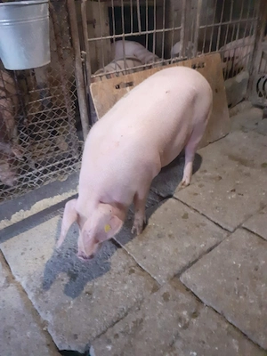 De vânzare porc mascul 150 de kg - imagine 2