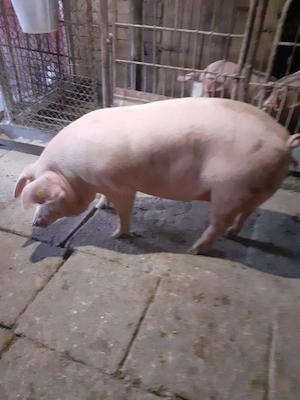 De vânzare porc femela 145 kg