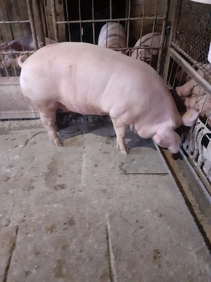 De vânzare porc femela 145 kg - imagine 2