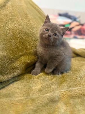 British shorthair foarte draguti - imagine 2
