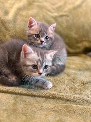 British shorthair foarte draguti - imagine 3