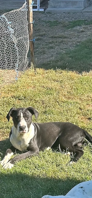 vand mascul cane corso metis dog argentinian 