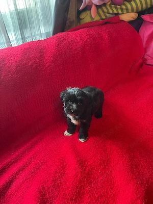 Bichon Havanez Pasaport Bishon Talie Mica Bison - imagine 4