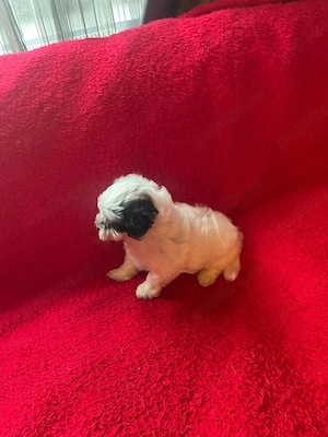 Bichon Havanez Pasaport Bishon Talie Mica Bison - imagine 5