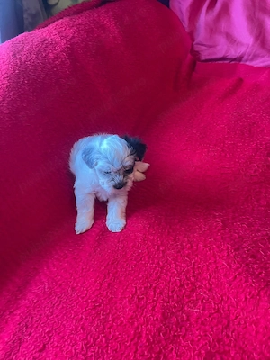 Bichon Havanez Pasaport Bishon Talie Mica Bison - imagine 2