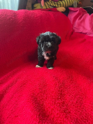 Bichon Havanez Pasaport Bishon Talie Mica Bison - imagine 3