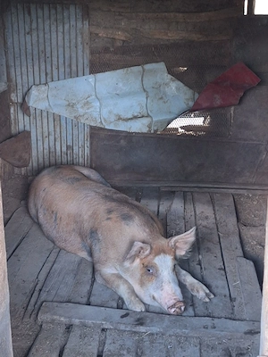 Porci de vanzare