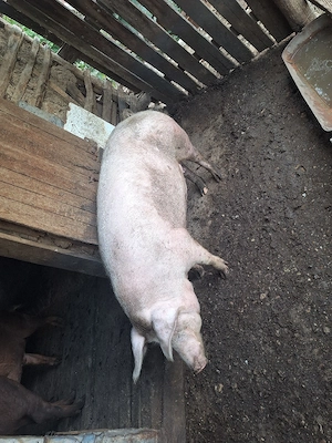 Porci de vanzare - imagine 2