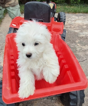 bichon malte !