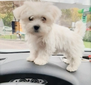 Vand bichon miny toy 6 saptamani