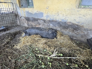 Vand Scroafa Gestanta rasa Pietran