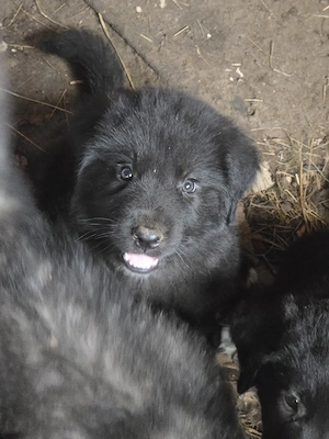 Pui Ciobănesc Corb de 5 saptamani  - imagine 3
