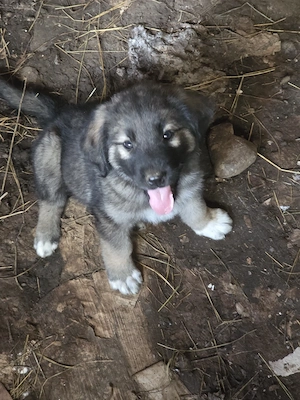 Pui Ciobănesc Corb de 5 saptamani  - imagine 2