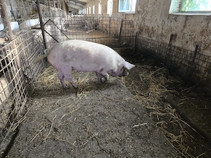 Vand porci de carne - imagine 2