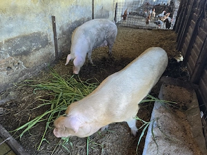 Vand porci de carne - imagine 3