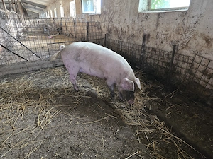 Vand porci de carne