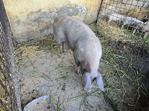 Se vinde porc 150 kg natural