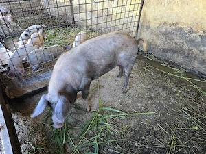 Se vinde porc 150 kg natural - imagine 3
