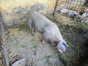 Se vinde porc 150 kg natural - imagine 2
