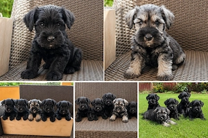 Schnauzer pitic   pui disponibili pentru rezervare