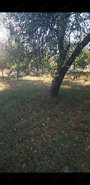 Padure și Gradina 