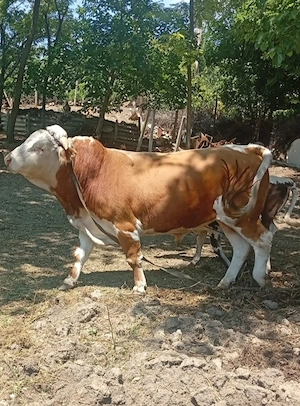 Vând taur bălțată românească 