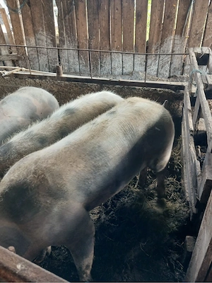 porci de vanzare