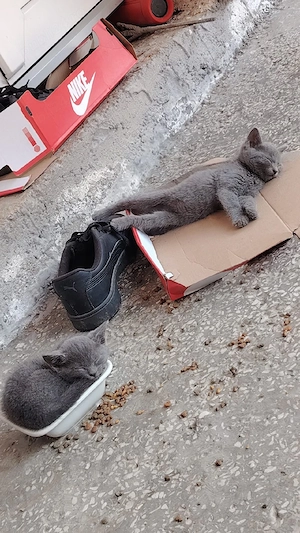 British Shorthair sau Albastru de Rusia. - imagine 2