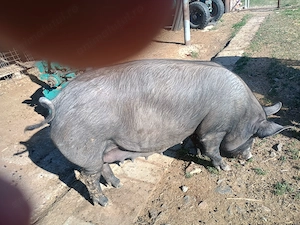 Porci de vânzare  - imagine 2