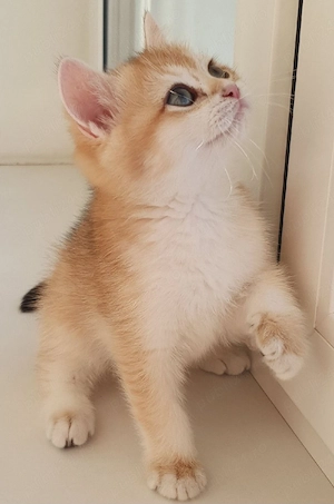 British Shorthair Golden  - imagine 2