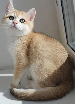 British Shorthair Golden  - imagine 3