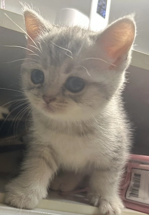 British shorthair