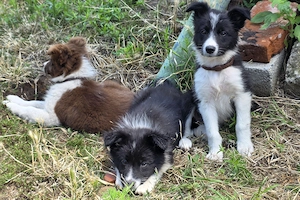Pui femelă Border Collie