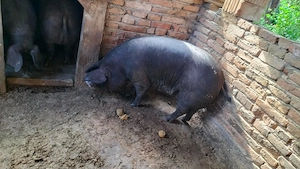 Porci de vanzare  - imagine 4