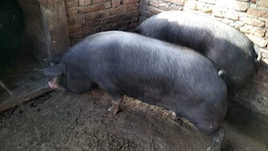 Porci de vanzare 