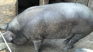 Porci de vanzare  - imagine 5