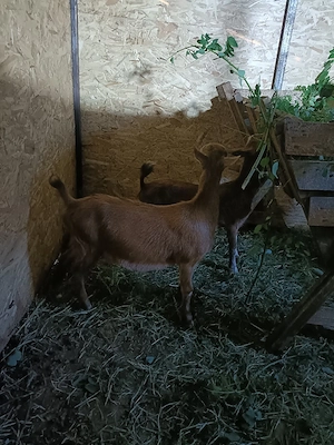 vând 2 ieduțe 