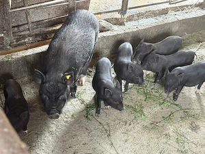 Vindem 6 purcei vietnamezi, au 8 saptamani - imagine 5