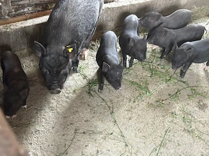 Vindem 6 purcei vietnamezi, au 8 saptamani - imagine 2