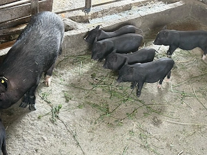 Vindem 6 purcei vietnamezi, au 8 saptamani - imagine 4