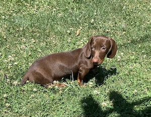 Treckel femela tigrat pedigree