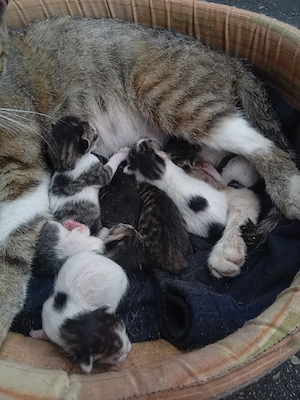 Adoptie puiuti pisica