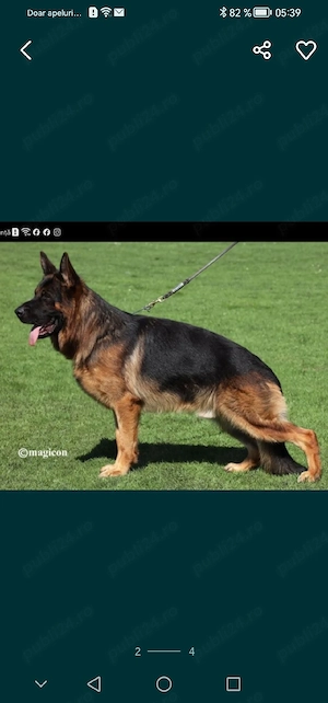 Căței ciobănesc german 