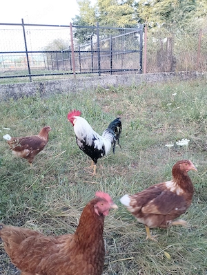 Cocos leghorn argintiu