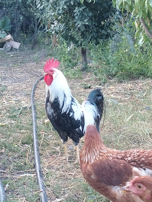 Cocos leghorn - imagine 4